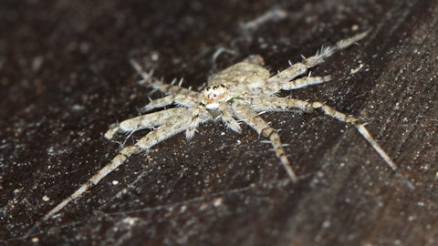 Two-tailed Spider (Tamopsis sp) (Tamopsis sp)
